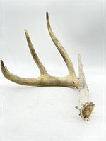 Antler Shed