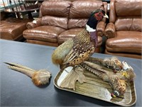 Taxidermy Pheasant with Crafted Pheasants