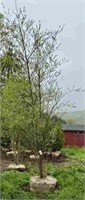 (1) River Birch - 10-12 ft - at Dimmick & Sons