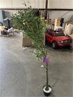 $75.00 FAUX OLIVE TREE, 6FT, See Pictures