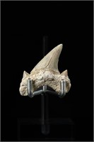 Shark tooth - L: 1.84", W:1.47"