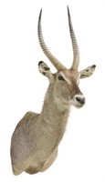 TAXIDERMY WATERBUCK SHOULDER MOUNT, 60"H