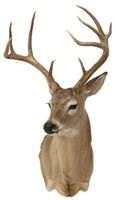 TAXIDERMY DEER TROPHY SHOULDER MOUNT, 10 POINTS