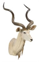 TAXIDERMY AFRICAN KUDU SHOULDER MOUNT, 58"H