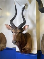 African Lesser Kudu Shoulder Mount