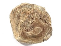 Lg Petrified Coral Specimen