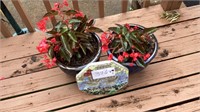 2 Blue, ceramic flower pots with concrete