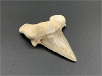 Large shark's tooth fossil 2 7/8"