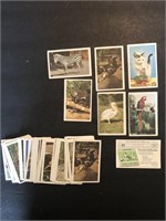 ANIMALS - 87 x German KOLLN Trade Cards 1961