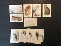 BIRDS - 38 x German KOLLN Trade Cards 1955