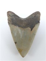 4.56" LONG MEGALODON TOOTH