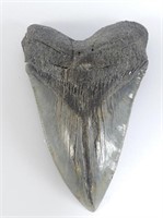 5.1" LONG MEGALODON TOOTH