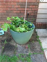 Plastic Planter with Plant