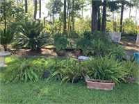 Assorted Outdoor Planters