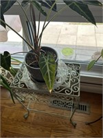 Alocasia Plant and Stand