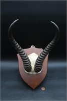Mounted African Springbok Horns/Skull Plate