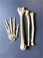 Real Human Osteology Set - Arm Bones