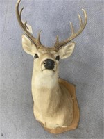 Deer Mount 36"