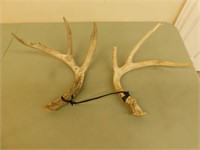 Deer Antlers 14 Inches Long