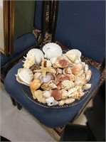 Tray  of shells