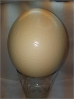 Lg Ostrich Egg