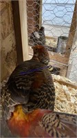 Male Red Gold Pheasant