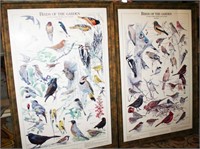 (2) Framed Birds of the Garden Poster