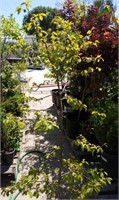 Parrotia Subaequalis 5ft