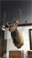 Huge stag shoulder mount