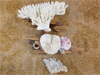SEA SHELL AND CORAL LOT
