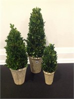3 DECORATIVE TOPIARY TREES IN PLANTERS