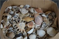Large Box Full of Seashells
