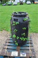 BARREL OF ALBION EVERBEARING STRAWBERRIES