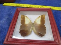 Framed Pinned Butterfly Grey