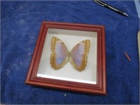 Framed Pinned Butterfly Blue