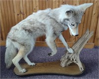 Full Body Coyote Taxidermy Mount (32"×12"×30")
