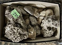 Mineral rocks, fossils