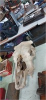 Cow skull with repair