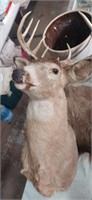 Taxidermy 10 pt buck