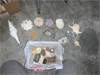 lot of natural sea creatures - sand dollars etc