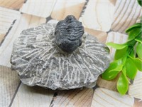 TRILOBITE FOSSIL ROCK STONE LAPIDARY SPECIMEN