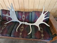 Vintage elk rack