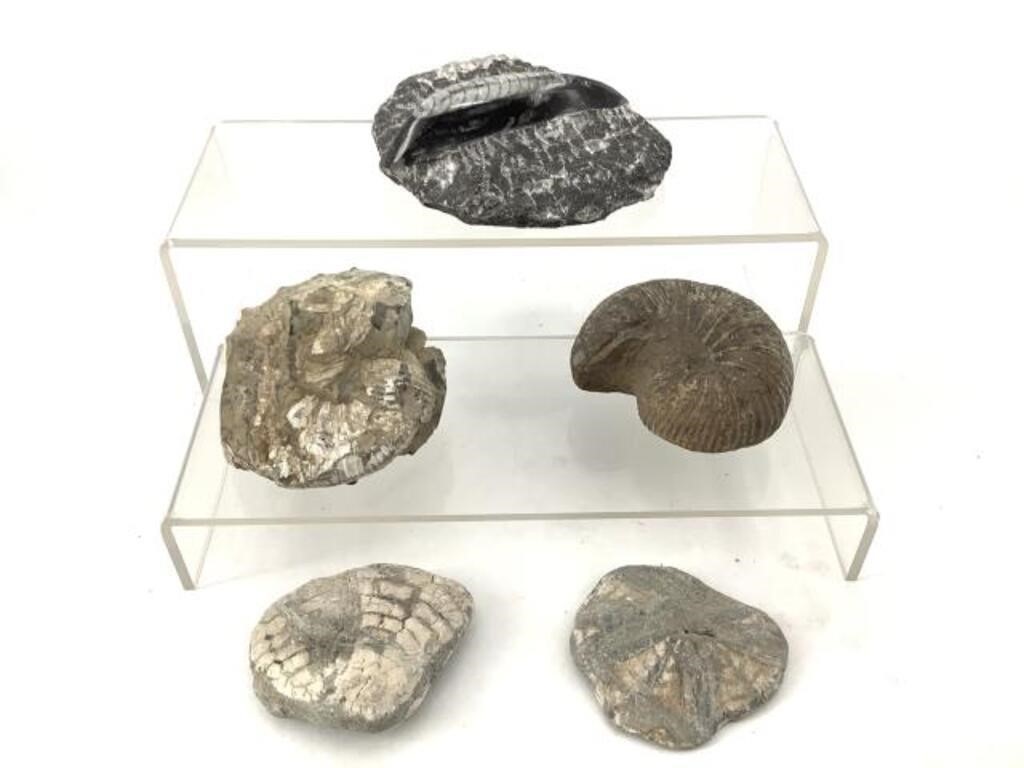 Fossils Including Orthoceras, Liparoceras