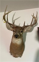 White Tail Deer Mount