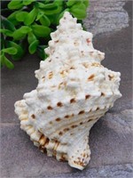 SEA SHELL ROCK STONE LAPIDARY SPECIMEN