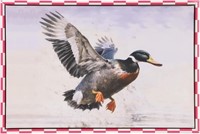 Framed Canvas Wall Art, Duck, 24x16"