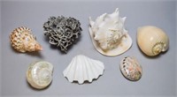 Grouping of Shells & Coral