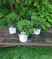 3 White Quick Fire Sun Hydrangea Plants