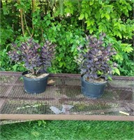 2 Purple Smokebush Plants