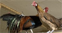 2 hens, 1 rooster-Gold Pheonix Chickens-2023 hatch